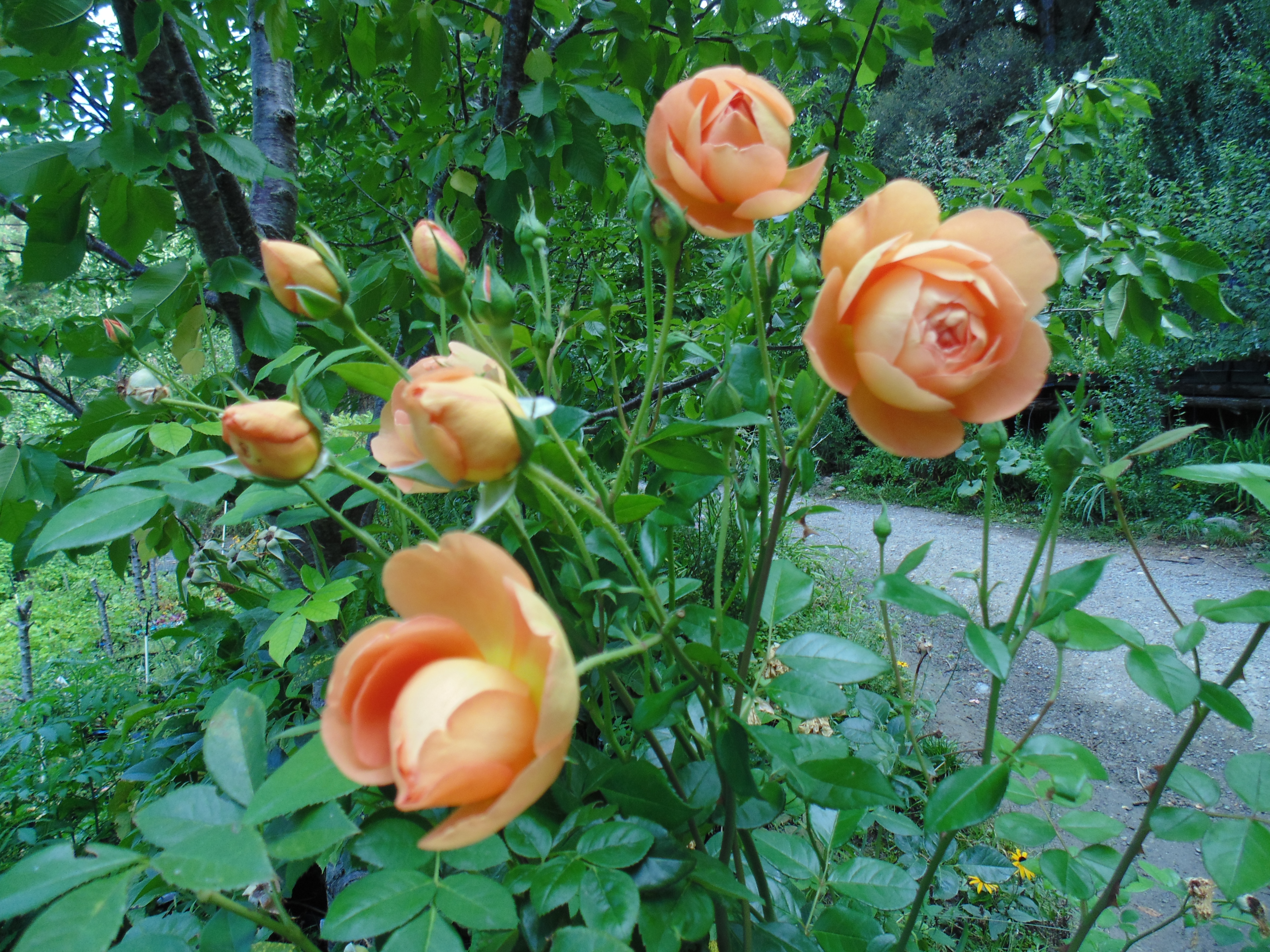 fruitwood_image_unavailable3